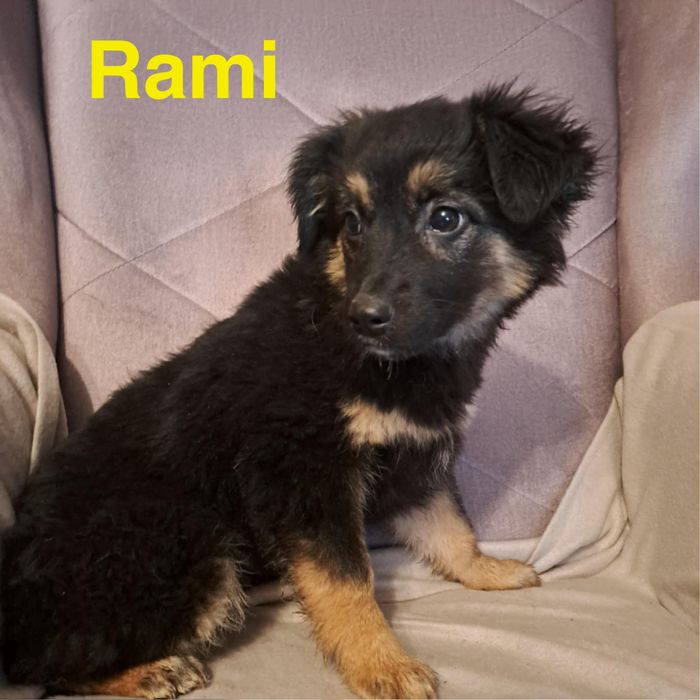 Szczeniaki szukają domków