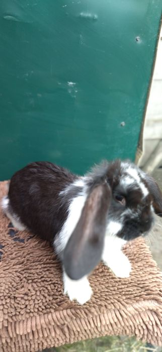 Кролики різних порід