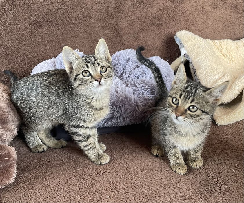 Котята бесплатно
