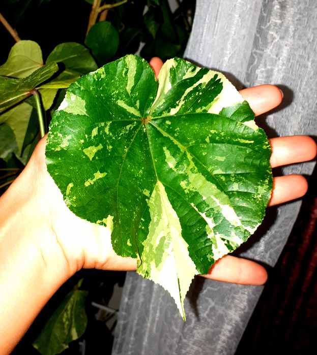 Липовидный вариегатный гибискус с/с