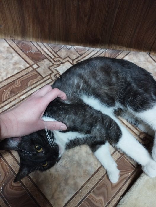 Młody kocurek Kardamon czeka na dom w schronisku