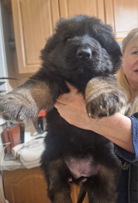 Дш німецька вівчарка