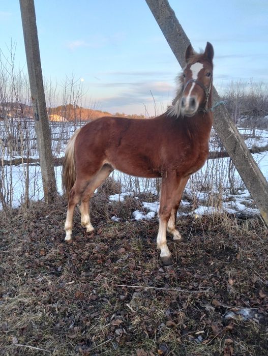 Продається спокійна лошичка