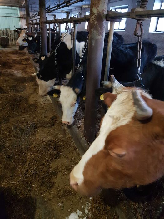 Krowy mleczne likwidacja