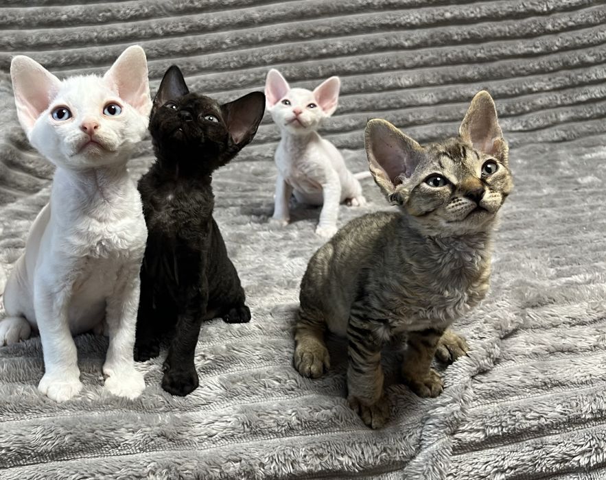 Кошенята Девон рекс/ Devon Rex