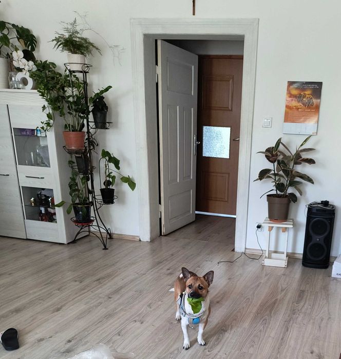 Oddam pieska kundelka