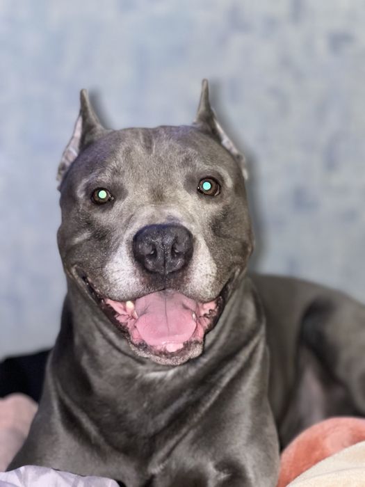 Вязка стаф кобель