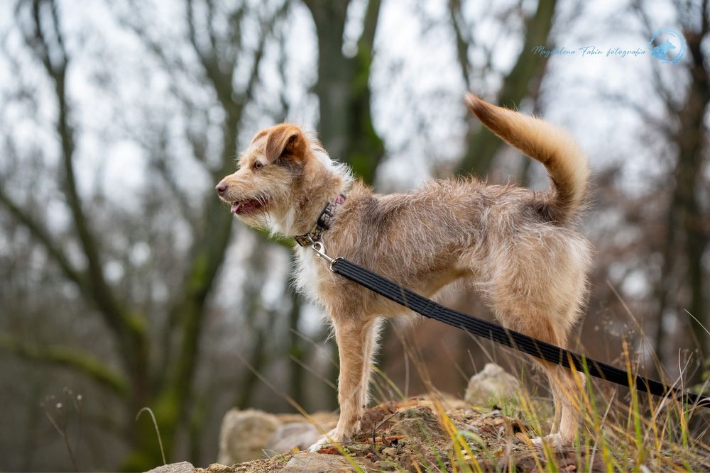 Przepiękna roczna Viola szuka domku