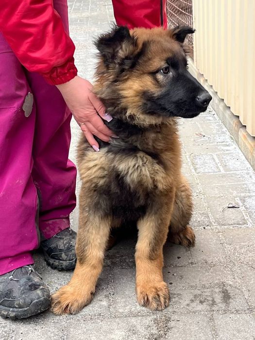 Цуценята німецької вівчарки.  Щенки немецкая овчарка