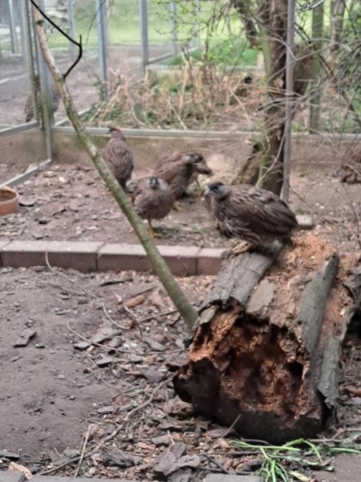 Frankoliny brązowogłowe