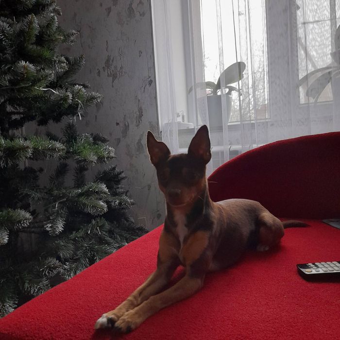 Вязка Той Терьер