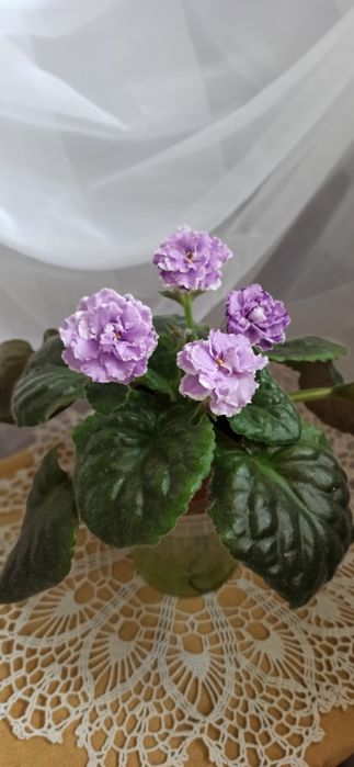 Свежесрезаный лист фиалки