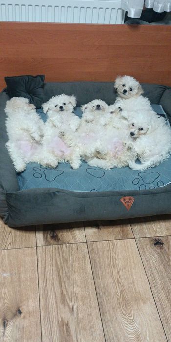 Szczeniak Bischon frize