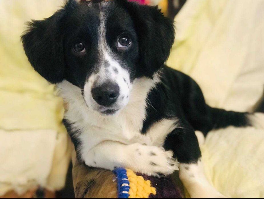 Віддам свою собачку в гарні, люблячі руки