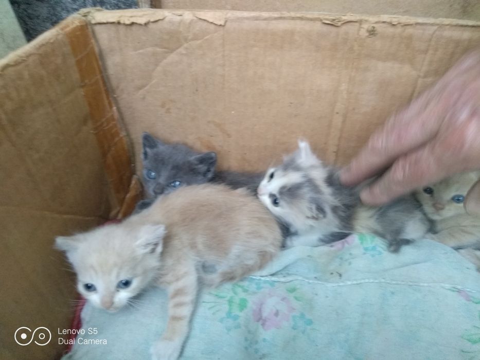 Отдам котят в добрые,хорошие руки.