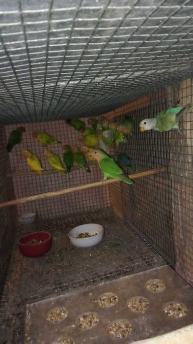 roseicollis aratingas alexandrinos bebés.