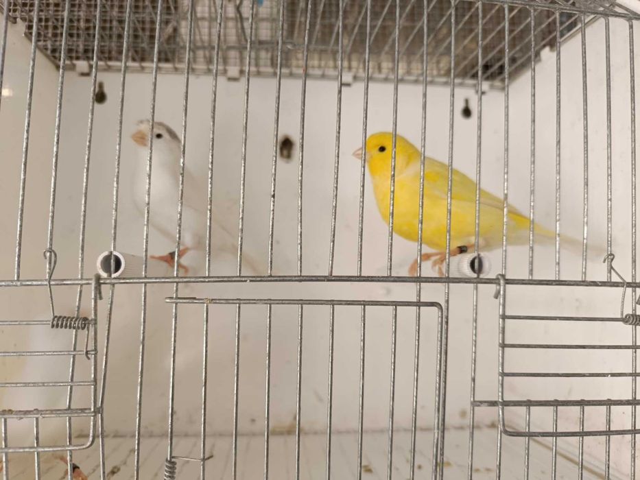 Vários canários poupa alemão