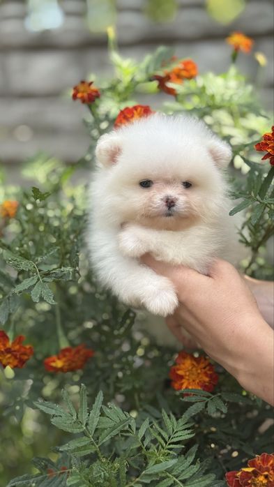 Гарний хлопчик міні шпиць