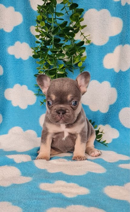 Excelente  blue tan Bulldog/Bouledogue Frances de Qualidade