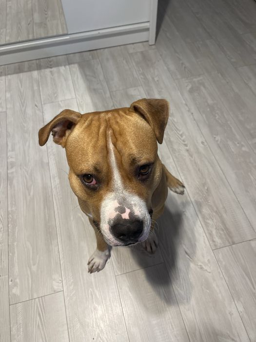 Oddam amstaffa w dobre ręce