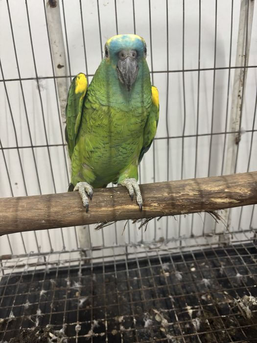 Papagaio aestiva femea com 6 anos