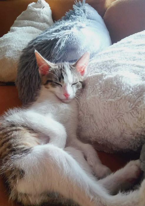 Bolek: Wtuli się w Ciebie i już nie puści! Cudowny maluch do adopcji!