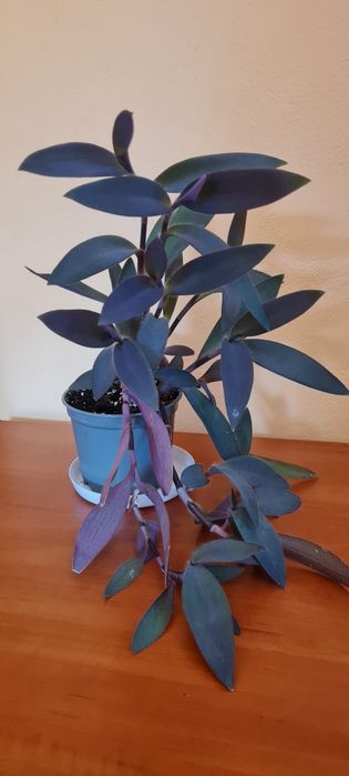 Duża gęsta mocna zdrowa trzykrotka purpurowa  + gratis