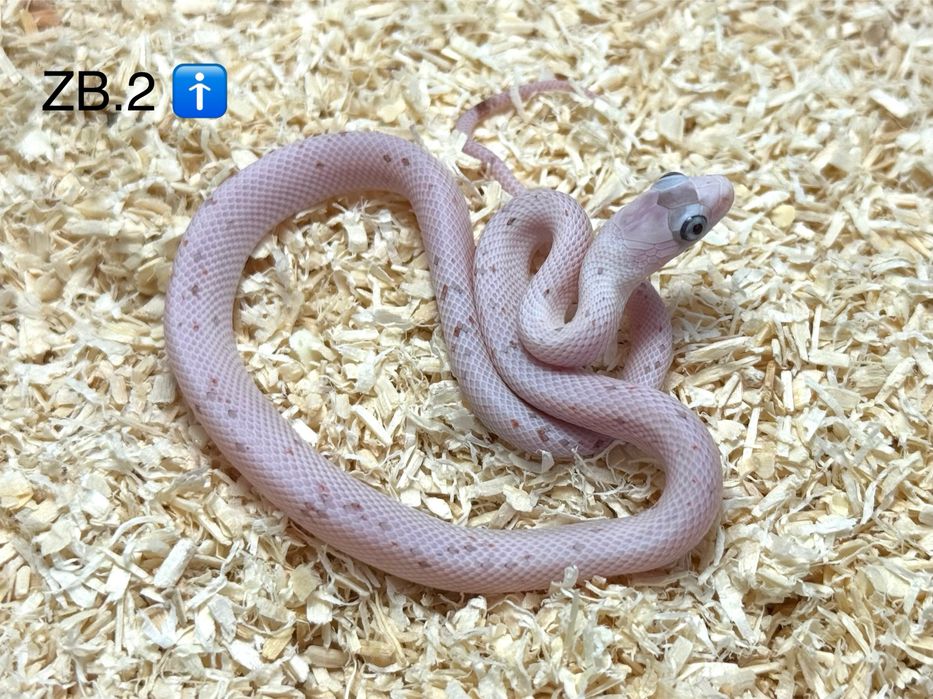 Wąż zbożowy - Palmetto