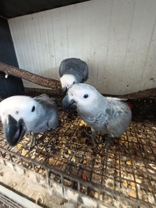 Papagaios cinzentos bebes