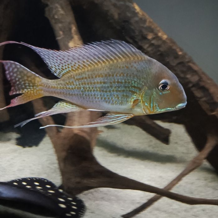 Ziemioiady pielegnice cichla vieje akcesoria akwarium akwarystyka