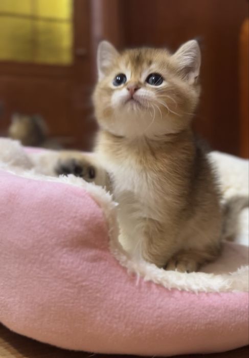 Неймовірний хлопчик золота шиншила