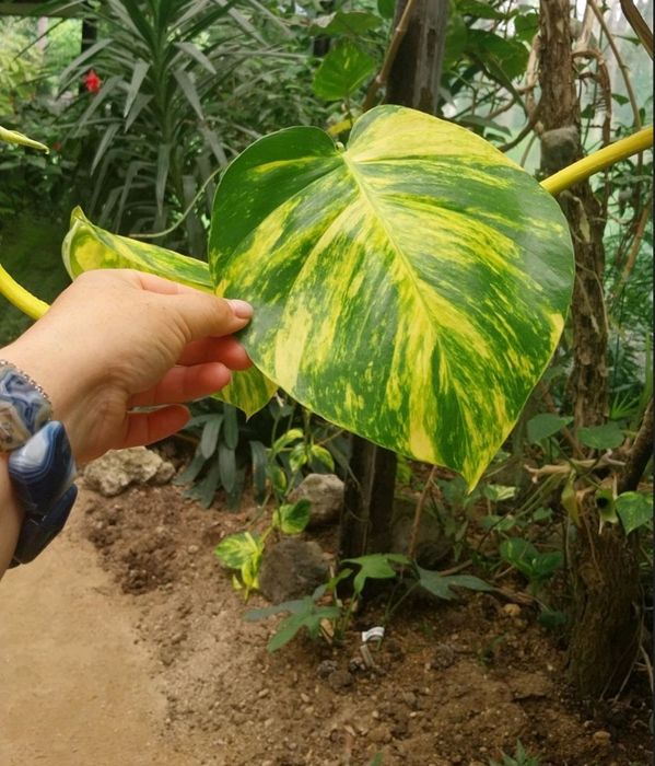 Набор рослин 8 шт.пеларгонія,бегонія,традесканция,піперомія,пілея