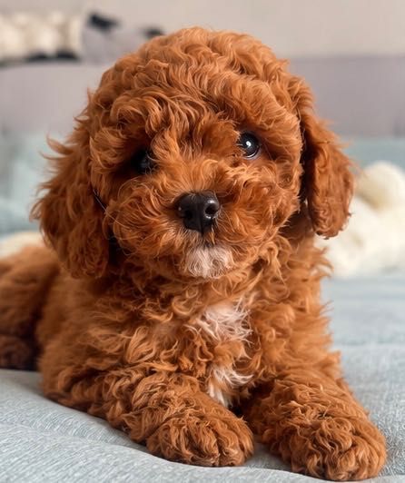 Toy Poodle  малюки