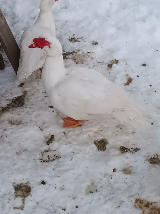 Індокачки мускусні качки