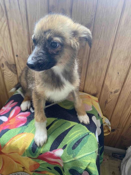 В люблячу родину!