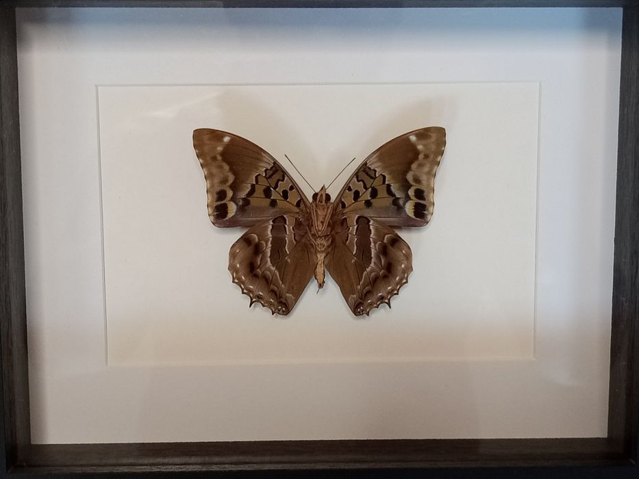 Motyl w ramce 17x22 cm . Charakses numenes .