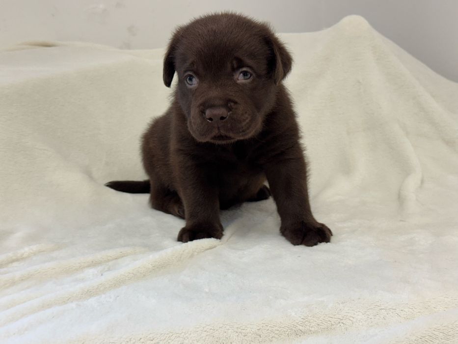 Labrador Retriever macho com Lop e afixo