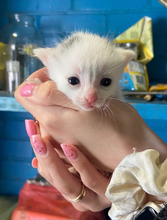 Котики шукають дім
