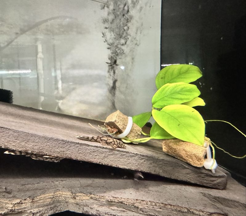 Анциструс Л519 кефнері (Ancistrus L519) від Plecoceramics