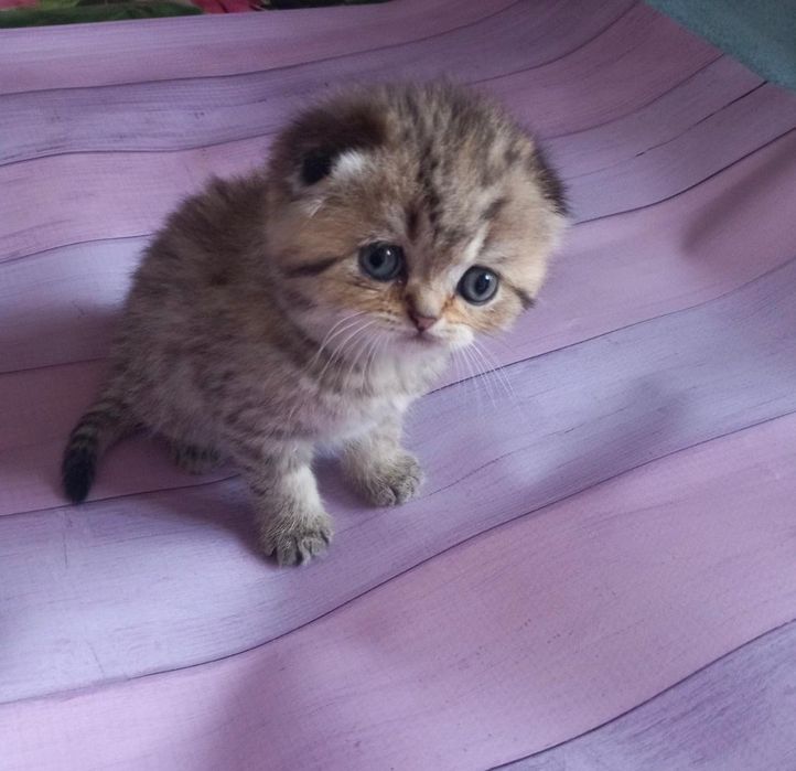 Scottish Fold Tabby