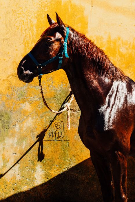Cobrições garanhão lazão escuro (Diamante de Semilly x Concreto)