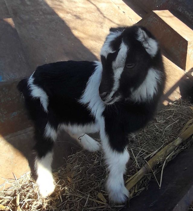 Козеня -цапок незабаром переїде