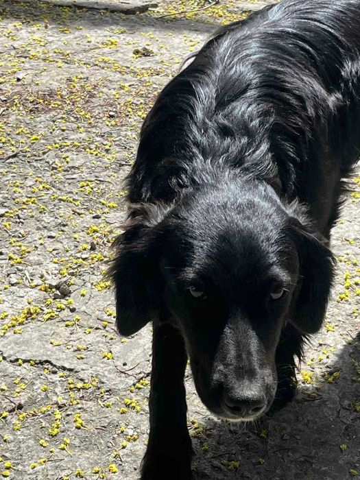 Молодий песик в добрі руки