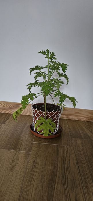Anginka geranium pelargonia pachnąca Pelargonium graveolens sadzonka kwiat