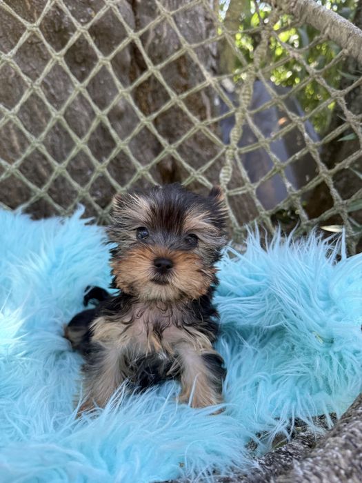 Yorkshire Terrier macho com lop