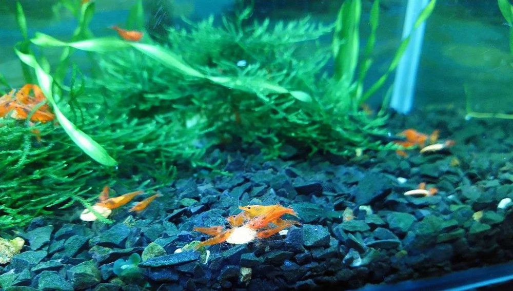 Акваріумні креветки