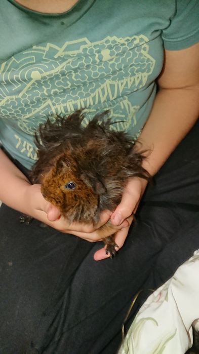Świnki morskie canvie peruwianki