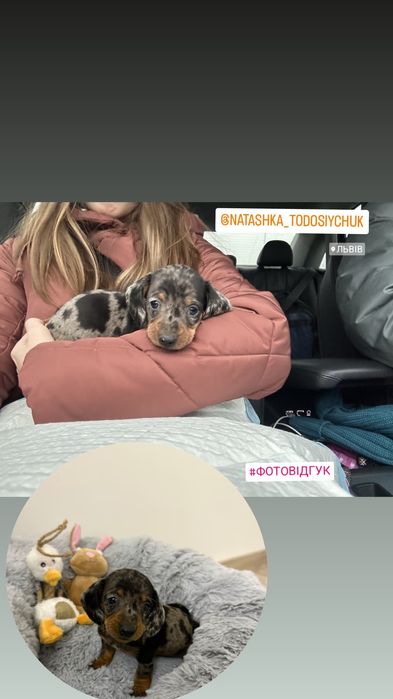 Цуценята такси, різні окраси