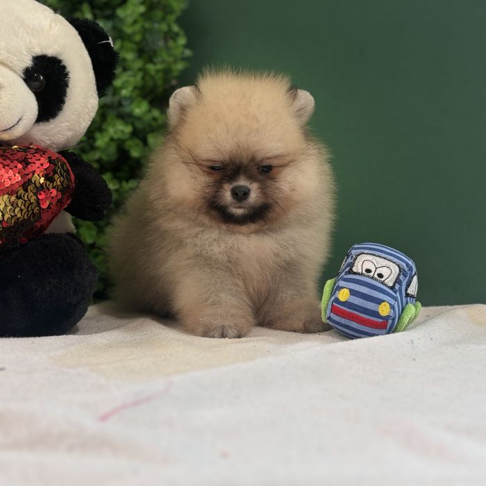 ляльковий Ведмедик шоу классу
