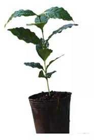 plantinhas  de cafe arabico